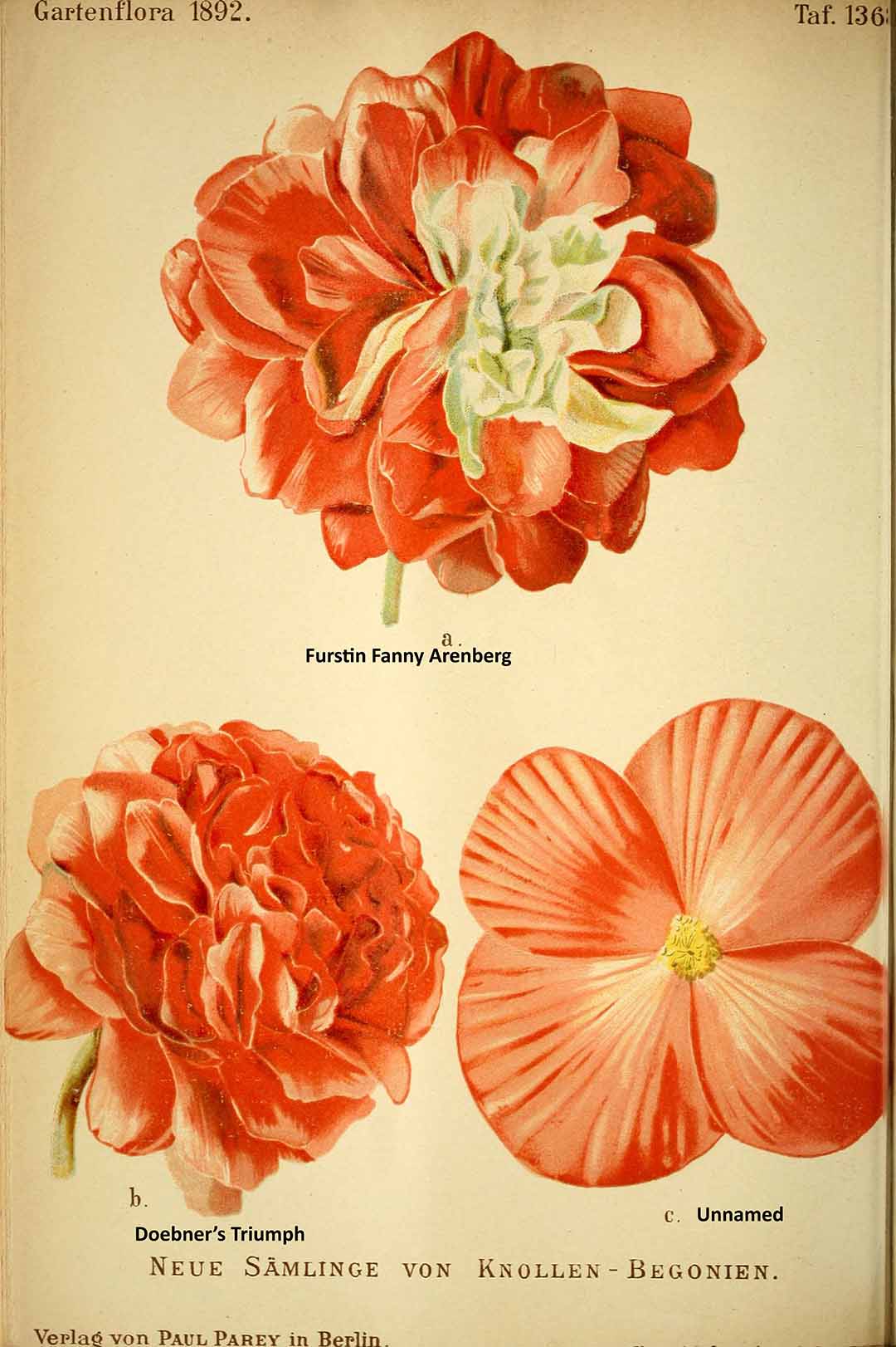 B. ‘Furstin Fanny Arenburg’